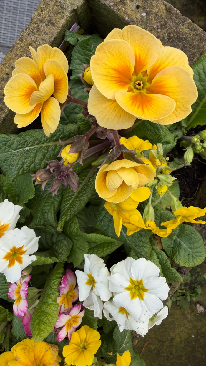 10 Flowers to Sow for Wildlife (Beginner Friendly)