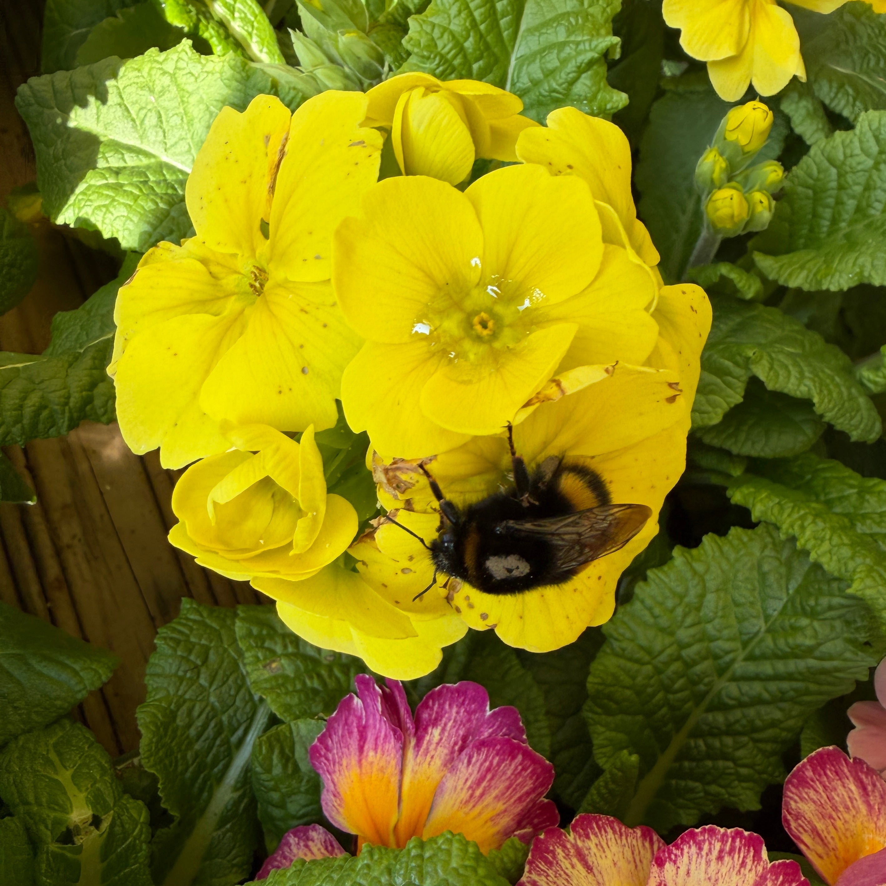 Early Spring Pollinators