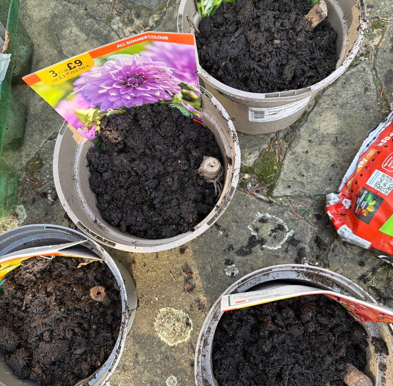 Potting My First Dahlias