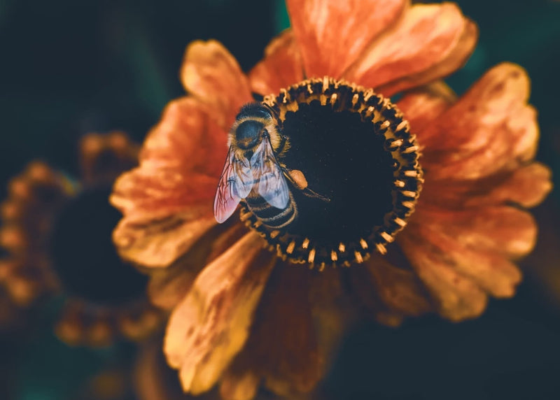 Flowers for Wildlife: Why Bee &amp; Bloom Started with Pollinators
